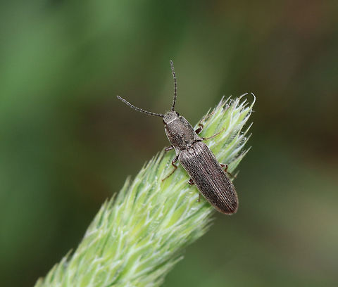 Click Beetle - Hadromorphus inflatus Moderately elongate, blackish beetle densely covered with pale setae. Elytra grooved and punctate. Dark reddish legs and simple claws.

Habitat: Streamside Geotagged,Hadromorphus,Hadromorphus inflatus,Spring,United States,beetle,click beetle