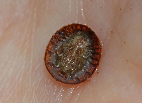 Water Penny Beetle Larva - Psephenus herricki 
Flat, oval larva with a hard, brown dorsal surface. It has abdominal gills on the ventral surface.

Habitat: Spotted under a rock in a shallow river Geotagged,Psephenus herricki,Spring,United States,Water Penny Beetle,beetle larva,larva