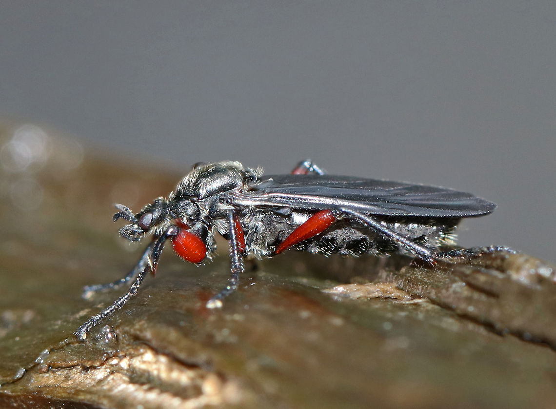 Lovebug (Female) - Bibio femoratus TL: ~8 mm. Shiny black with dense yellow hair and red femora.<br />
<br />
They are called lovebugs because they have a synchronous emergence in the spring and they form large mating swarms where males and females stay attached for a long time.<br />
<br />
Habitat: Streamside Bibio femoratus,Geotagged,Spring,United States,bibio,lovebug,march fly