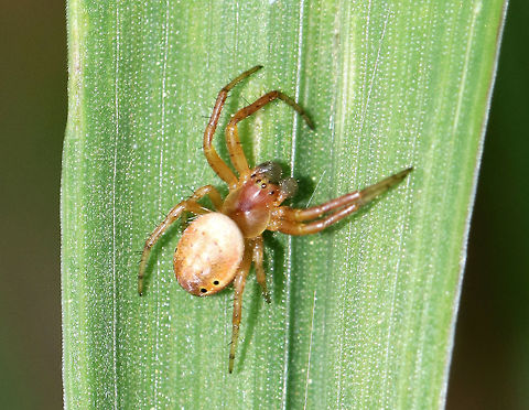 Six-spotted Orbweaver - Araniella displicata This spider has 3 pairs of black spots on the dorsal part of the abdomen.

Habitat: meadow Araniella displicata,Geotagged,Spring,United States,six-spotted orbweaver,spider