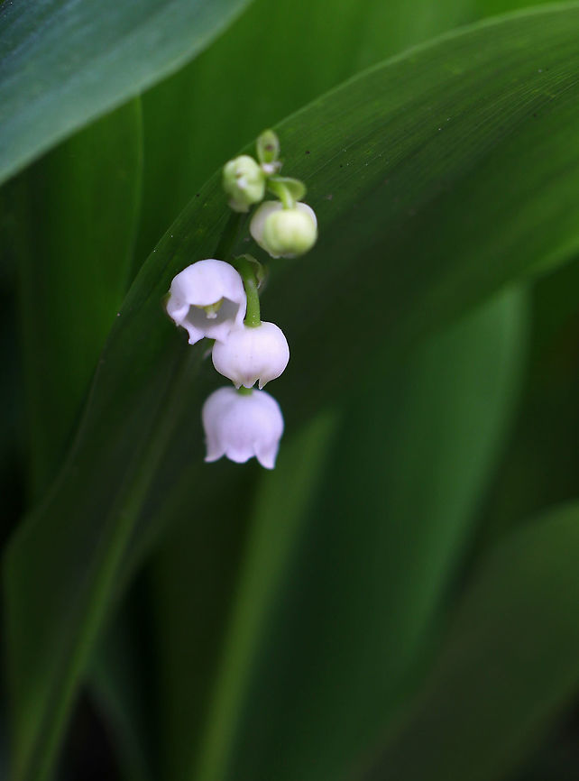 May Bells - Convallaria majalis All parts of this plant are highly poisonous. If ingested, symptoms include abdominal pain, vomiting, reduced heart rate, blurred vision, drowsiness, and red skin rashes.  Approximately 38 different cardiac glycosides have been found in this species! My great-grandmother grew this plant for herbal use, lol.<br />
<br />
Habitat: Forest edge<br />
<figure class="photo"><a href="https://www.jungledragon.com/image/80382/may_bells_-_convallaria_majalis.html" title="May Bells - Convallaria majalis"><img src="https://s3.amazonaws.com/media.jungledragon.com/images/3232/80382_thumb.jpg?AWSAccessKeyId=05GMT0V3GWVNE7GGM1R2&Expires=1767225610&Signature=jcXPp%2BiW0X%2BEYwlVdhOzlfvzy5M%3D" width="200" height="178" alt="May Bells - Convallaria majalis All parts of this plant are highly poisonous. If ingested, symptoms include abdominal pain, vomiting, reduced heart rate, blurred vision, drowsiness, and red skin rashes. Approximately 38 different cardiac glycosides have been found in this species! My great-grandmother grew this plant for herbal use, lol.<br />
<br />
Habitat: Forest edge<br />
https://www.jungledragon.com/image/80381/may_bells_-_convallaria_majalis.html Convallaria majalis,Geotagged,Lily of the valley,Spring,United States,may bells" /></a></figure> Convallaria,Convallaria majalis,Geotagged,Lily of the valley,Spring,United States,may bells