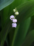 May Bells - Convallaria majalis All parts of this plant are highly poisonous. If ingested, symptoms include abdominal pain, vomiting, reduced heart rate, blurred vision, drowsiness, and red skin rashes.  Approximately 38 different cardiac glycosides have been found in this species! My great-grandmother grew this plant for herbal use, lol.<br />
<br />
Habitat: Forest edge<br />
https://www.jungledragon.com/image/80382/may_bells_-_convallaria_majalis.html Convallaria,Convallaria majalis,Geotagged,Lily of the valley,Spring,United States,may bells