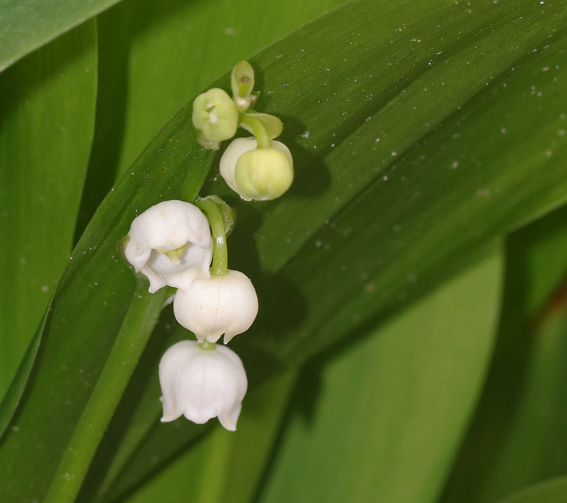 May Bells - Convallaria majalis All parts of this plant are highly poisonous. If ingested, symptoms include abdominal pain, vomiting, reduced heart rate, blurred vision, drowsiness, and red skin rashes. Approximately 38 different cardiac glycosides have been found in this species! My great-grandmother grew this plant for herbal use, lol.<br />
<br />
Habitat: Forest edge<br />
<figure class="photo"><a href="https://www.jungledragon.com/image/80381/may_bells_-_convallaria_majalis.html" title="May Bells - Convallaria majalis"><img src="https://s3.amazonaws.com/media.jungledragon.com/images/3232/80381_thumb.jpg?AWSAccessKeyId=05GMT0V3GWVNE7GGM1R2&Expires=1759968010&Signature=5sSh%2Fr9c7LZnEpRGJtH4u%2F5N2xo%3D" width="114" height="152" alt="May Bells - Convallaria majalis All parts of this plant are highly poisonous. If ingested, symptoms include abdominal pain, vomiting, reduced heart rate, blurred vision, drowsiness, and red skin rashes.  Approximately 38 different cardiac glycosides have been found in this species! My great-grandmother grew this plant for herbal use, lol.<br />
<br />
Habitat: Forest edge<br />
https://www.jungledragon.com/image/80382/may_bells_-_convallaria_majalis.html Convallaria,Convallaria majalis,Geotagged,Lily of the valley,Spring,United States,may bells" /></a></figure> Convallaria majalis,Geotagged,Lily of the valley,Spring,United States,may bells