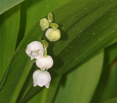 May Bells - Convallaria majalis All parts of this plant are highly poisonous. If ingested, symptoms include abdominal pain, vomiting, reduced heart rate, blurred vision, drowsiness, and red skin rashes. Approximately 38 different cardiac glycosides have been found in this species! My great-grandmother grew this plant for herbal use, lol.

Habitat: Forest edge
https://www.jungledragon.com/image/80381/may_bells_-_convallaria_majalis.html Convallaria majalis,Geotagged,Lily of the valley,Spring,United States,may bells