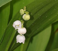 May Bells - Convallaria majalis All parts of this plant are highly poisonous. If ingested, symptoms include abdominal pain, vomiting, reduced heart rate, blurred vision, drowsiness, and red skin rashes. Approximately 38 different cardiac glycosides have been found in this species! My great-grandmother grew this plant for herbal use, lol.<br />
<br />
Habitat: Forest edge<br />
https://www.jungledragon.com/image/80381/may_bells_-_convallaria_majalis.html Convallaria majalis,Geotagged,Lily of the valley,Spring,United States,may bells