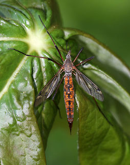 Giant Crane Fly (Female) - Tipula abdominalis Habitat: Resting in the shade on Mayapple (Podophyllum peltatum) Geotagged,Spring,Tipula abdominalis,United States,crane fly,giant crane fly,tiplua