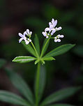 Sweetscented Bedstraw - Galium odoratum This mat-forming plant produces whorls of 6 to 8 fragrant leaves, which smell like freshly mowed hay. It is listed as being absent from Connecticut, but apparently it is not since I found it in Connecticut.<br />
<br />
The sweet scent of this plant is derived from coumarin. This smell increases with wilting and the dried plant is used in potpourri, as a moth deterrent, and as a flavoring in many beverages in in Germany.<br />
<br />
Habitat: Mixed forest<br />
https://www.jungledragon.com/image/80385/sweetscented_bedstraw_-_galium_odoratum.html<br />
 Galium odoratum,Geotagged,Spring,Sweetscented Bedstraw,United States,bedstraw