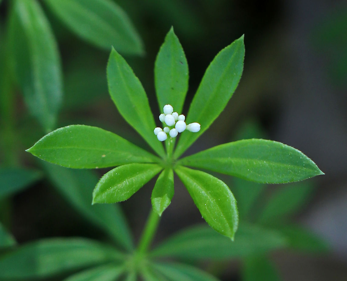 Sweetscented Bedstraw - Galium odoratum This mat-forming plant produces whorls of 6 to 8 fragrant leaves, which smell like freshly mowed hay. It is listed as being absent from Connecticut, but apparently it is not since I found it in Connecticut.<br />
<br />
The sweet scent of this plant is derived from coumarin. This smell increases with wilting and the dried plant is used in potpourri, as a moth deterrent, and as a flavoring in many beverages in in Germany.<br />
<br />
Habitat: Mixed forest<br />
<figure class="photo"><a href="https://www.jungledragon.com/image/80384/sweetscented_bedstraw_-_galium_odoratum.html" title="Sweetscented Bedstraw - Galium odoratum"><img src="https://s3.amazonaws.com/media.jungledragon.com/images/3232/80384_thumb.jpg?AWSAccessKeyId=05GMT0V3GWVNE7GGM1R2&Expires=1759968010&Signature=IWyT9BtcdXA6i5O9DjnIRxauL8k%3D" width="120" height="152" alt="Sweetscented Bedstraw - Galium odoratum This mat-forming plant produces whorls of 6 to 8 fragrant leaves, which smell like freshly mowed hay. It is listed as being absent from Connecticut, but apparently it is not since I found it in Connecticut.<br />
<br />
The sweet scent of this plant is derived from coumarin. This smell increases with wilting and the dried plant is used in potpourri, as a moth deterrent, and as a flavoring in many beverages in in Germany.<br />
<br />
Habitat: Mixed forest<br />
https://www.jungledragon.com/image/80385/sweetscented_bedstraw_-_galium_odoratum.html<br />
 Galium odoratum,Geotagged,Spring,Sweetscented Bedstraw,United States,bedstraw" /></a></figure><br />
 Galium odoratum,Geotagged,Spring,Sweetscented Bedstraw,United States