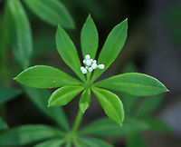 Sweetscented Bedstraw - Galium odoratum This mat-forming plant produces whorls of 6 to 8 fragrant leaves, which smell like freshly mowed hay. It is listed as being absent from Connecticut, but apparently it is not since I found it in Connecticut.<br />
<br />
The sweet scent of this plant is derived from coumarin. This smell increases with wilting and the dried plant is used in potpourri, as a moth deterrent, and as a flavoring in many beverages in in Germany.<br />
<br />
Habitat: Mixed forest<br />
https://www.jungledragon.com/image/80384/sweetscented_bedstraw_-_galium_odoratum.html<br />
 Galium odoratum,Geotagged,Spring,Sweetscented Bedstraw,United States