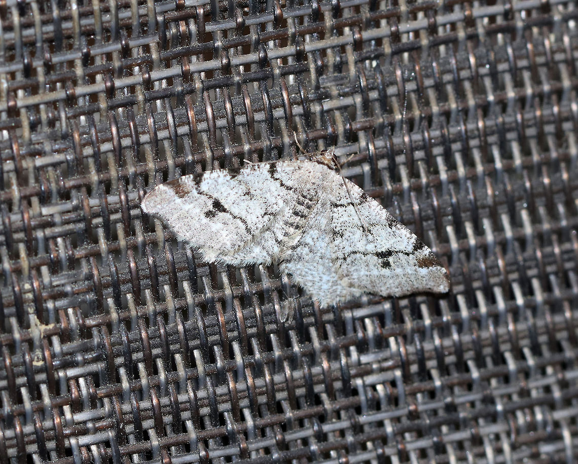 White Pine Angle - Macaria pinistrobata Last night was my first time trying a new light source for mothing - I used LED Strip Lights (395nm). I didn't get that many moths (or bycatch either), but weather conditions were not ideal as the moon was pretty bright and the temperatures were much cooler than normal. Also, I had an incandescent bulb on near the LED, so I'm not sure if they interfere with each other or not? I usually have a blacklight near the incandescent light and don't have a problem. Anyway, I'll be trying the LED strip again in a couple days once conditions improve.<br />
<br />
WS: ~25 mm. Whitish gray FW with fragmented, wavy black lines. ST area had a black spot at the midpoint and a large, black subapical patch. Host: White pine<br />
<br />
Habitat: Attracted to an LED light strip in a semi-rural area<br />
<br />
Geotagged,Macaria,Macaria pinistrobata,Spring,United States,White pine angle,moth