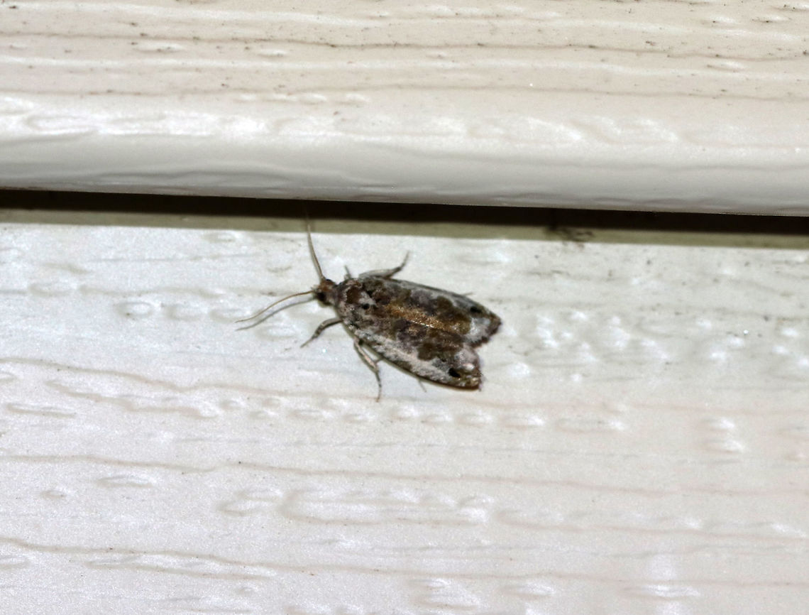 Unidentified Moth - Olethreutes sp.? Despite the blurry photo, I assumed this moth would be easy to ID and thought it was Olethreutes sp. But, I can't find a match.  <br />
<br />
Habitat: Attracted to an LED light (395nm) in a semi-rural area Geotagged,Spring,United States,moth
