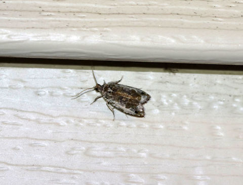 Unidentified Moth - Olethreutes sp.? Despite the blurry photo, I assumed this moth would be easy to ID and thought it was Olethreutes sp. But, I can't find a match.  

Habitat: Attracted to an LED light (395nm) in a semi-rural area Geotagged,Spring,United States,moth
