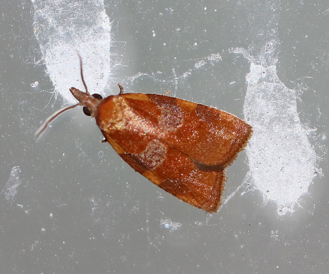 Spring Dead-leaf Roller - Cenopis diluticostana TL: ~6-7 mm.  Shiny orange FW with darker AM and PM bands. Hosts: Ash, possibly oak.<br />
<br />
Habitat: Attracted to an LED light (395 nm) in a semi-rural area Cenopis,Geotagged,Moth,Sparganothis diluticostana,Spring,Spring Dead-leaf Roller,United States,oak cenopis
