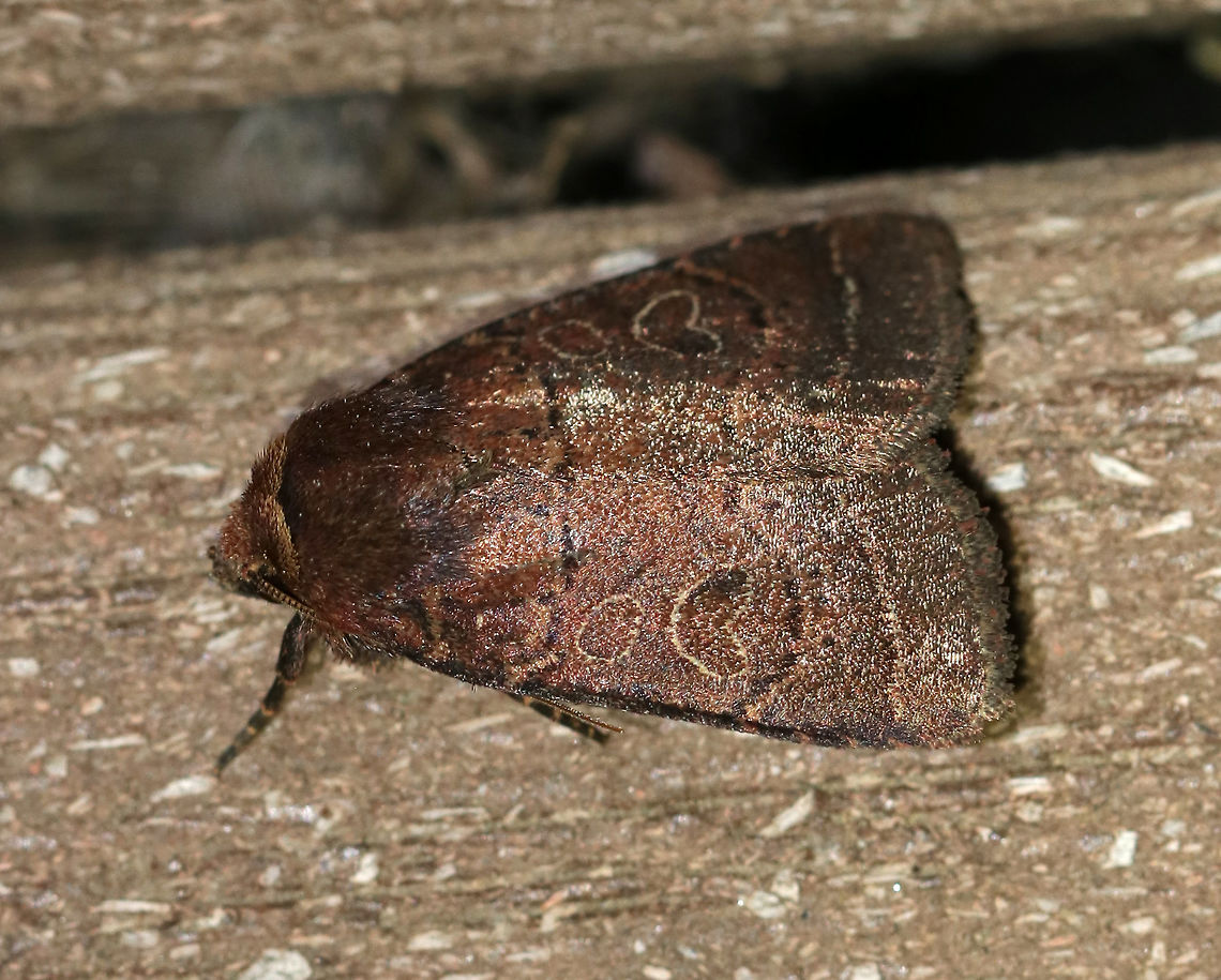 Cynical Quaker - Orthodes cynica TL: ~15 mm. Reddish brown FW marked with orange-edges black lines. Orbicular and reniform spots do not touch. Wavy ST line is edged pale orange. Hosts: Goldenrod and dandelion.<br />
<br />
Habitat: Attracted to an LED light (395 nm) in a semi-rural area Geotagged,Orthodes,Orthodes cynica,Spring,United States,cynical quaker,moth