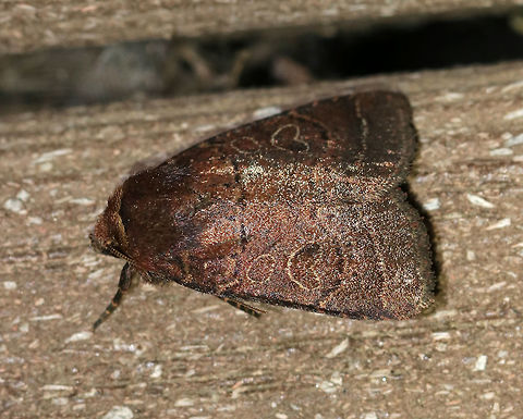 Cynical Quaker - Orthodes cynica TL: ~15 mm. Reddish brown FW marked with orange-edges black lines. Orbicular and reniform spots do not touch. Wavy ST line is edged pale orange. Hosts: Goldenrod and dandelion.

Habitat: Attracted to an LED light (395 nm) in a semi-rural area Geotagged,Orthodes,Orthodes cynica,Spring,United States,cynical quaker,moth
