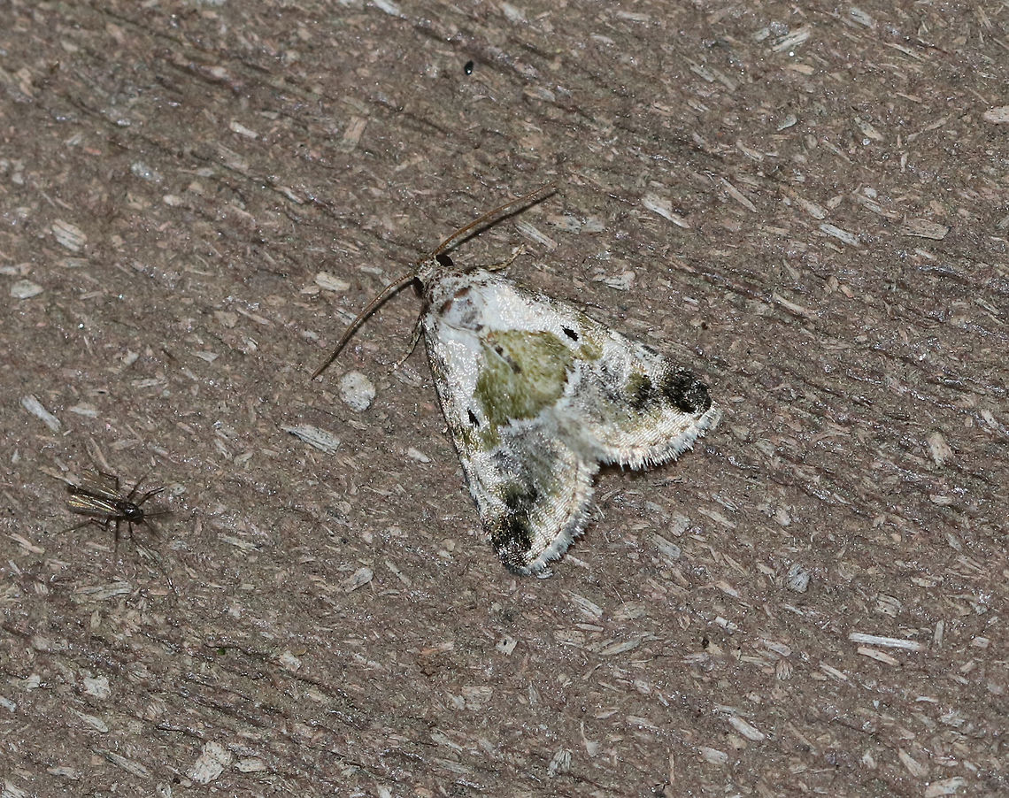Black-dotted Glyph - Maliattha synochitis <br />
TL: ~10 mm. White FW is mottled green in basal, median, and ST areas. Triangular green patch in inner median area forms a saddle. Black orbicular spots. <br />
<br />
Habitat: Attracted to an LED light (395 nm) in a semi-rural area Black-dotted maliattha,Geotagged,Maliattha synochitis,Spring,United States,moth