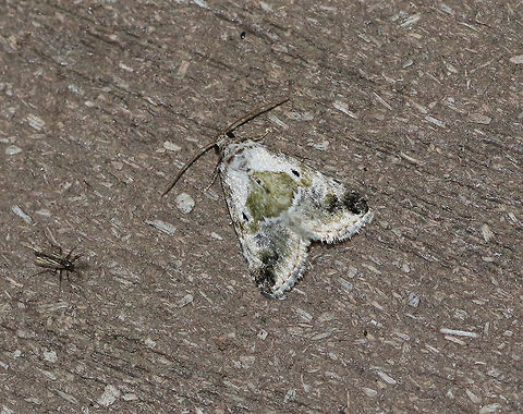 Black-dotted Glyph - Maliattha synochitis 
TL: ~10 mm. White FW is mottled green in basal, median, and ST areas. Triangular green patch in inner median area forms a saddle. Black orbicular spots. 

Habitat: Attracted to an LED light (395 nm) in a semi-rural area Black-dotted maliattha,Geotagged,Maliattha synochitis,Spring,United States,moth