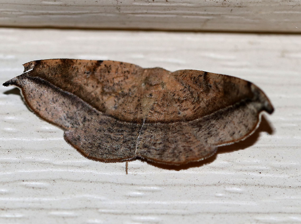 Juniper-Twig Geometer - Patalene olyzonaria This species is so variable!<br />
<br />
Total Wingspan: ~35 mm. Tan/brown forewings with an antemedial line and a bold blackish postmedial line that kinks inward before reaching the costa. the wings were speckled. Apex is hooked.<br />
<br />
Attracted to an LED light (395 nm) in a semi-rural area Geotagged,Juniper-twig geometer,Patalene olyzonaria,Spring,United States,moth