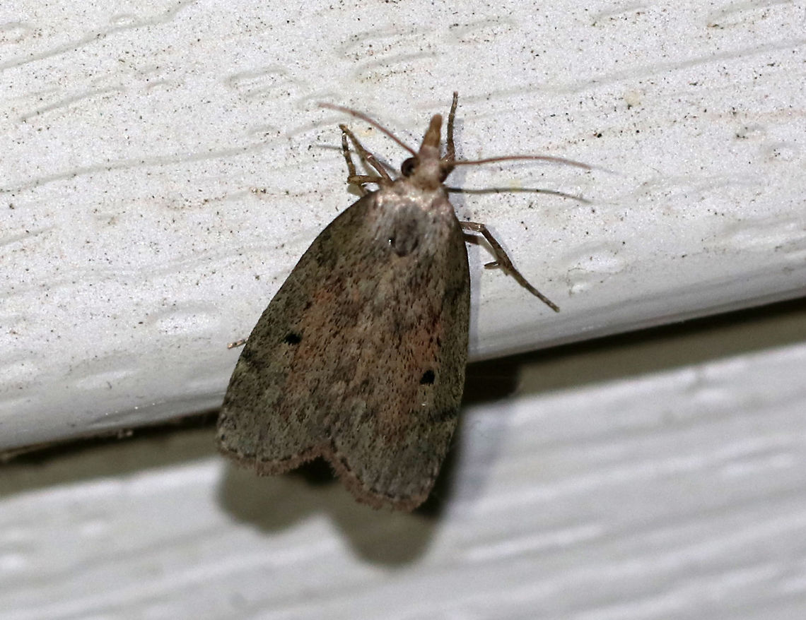 Bee Moth (Female) - Aphomia sociella TL: ~15 mm. Sexually dimorphic. FW pattern had shades of green, brown, and pinkish purple. There are two black spots in the median area. Host: Beeswax<br />
<br />
Habitat: Attracted to an LED light (395 nm) in a semi-rural area Aphomia sociella,Bee moth,Geotagged,Moth,Spring,United States