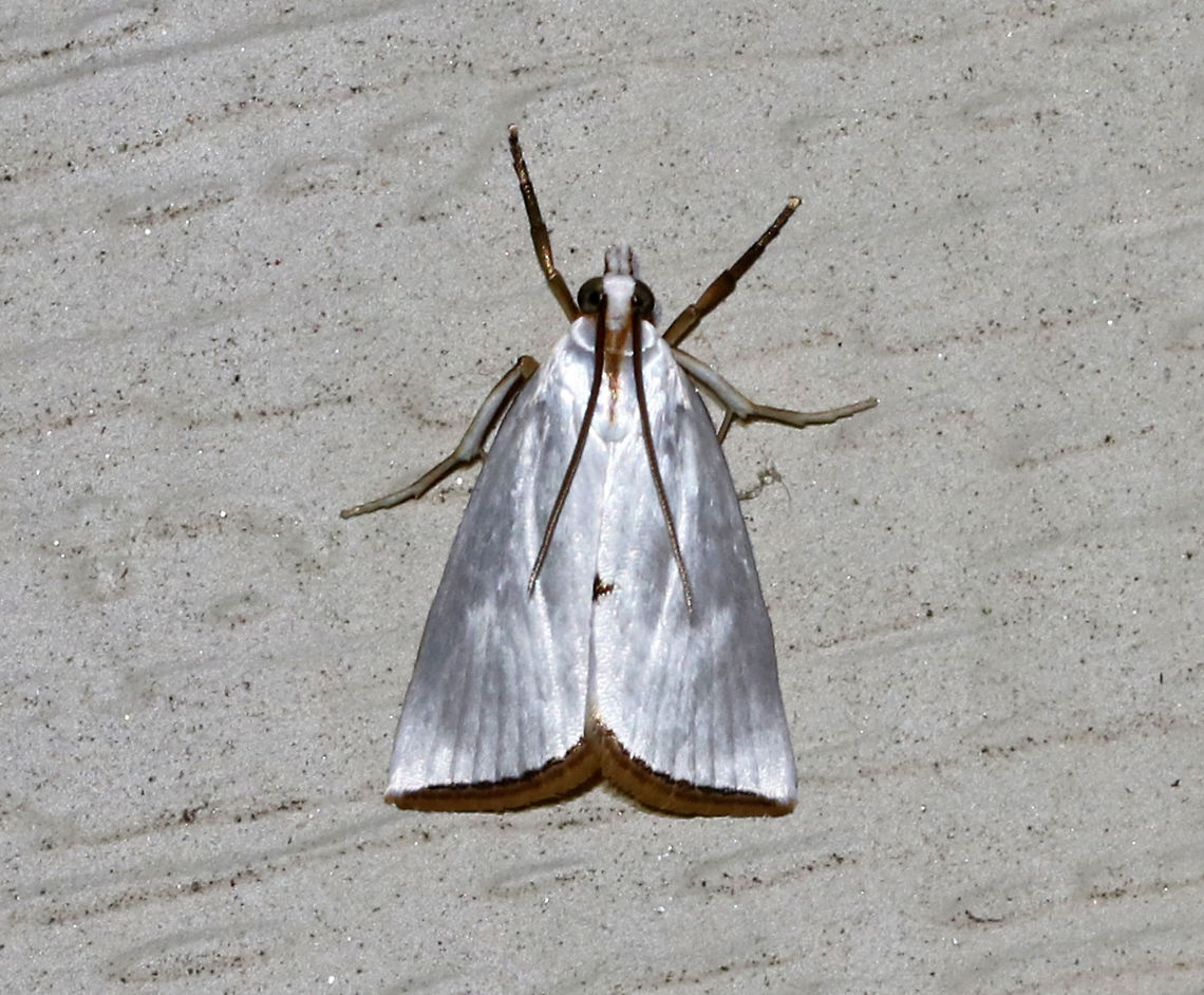 Snowy Urola Moth - Urola nivalis TL: ~10 mm.  White FW with tiny spot midway along inner margin and a black-dashed terminal line. Host: Grasses.<br />
<br />
Habitat: Attracted to an LED light (395 nm) in a semi-rural area Geotagged,Snowy urola moth,Spring,United States,Urola nivalis,moth,urola