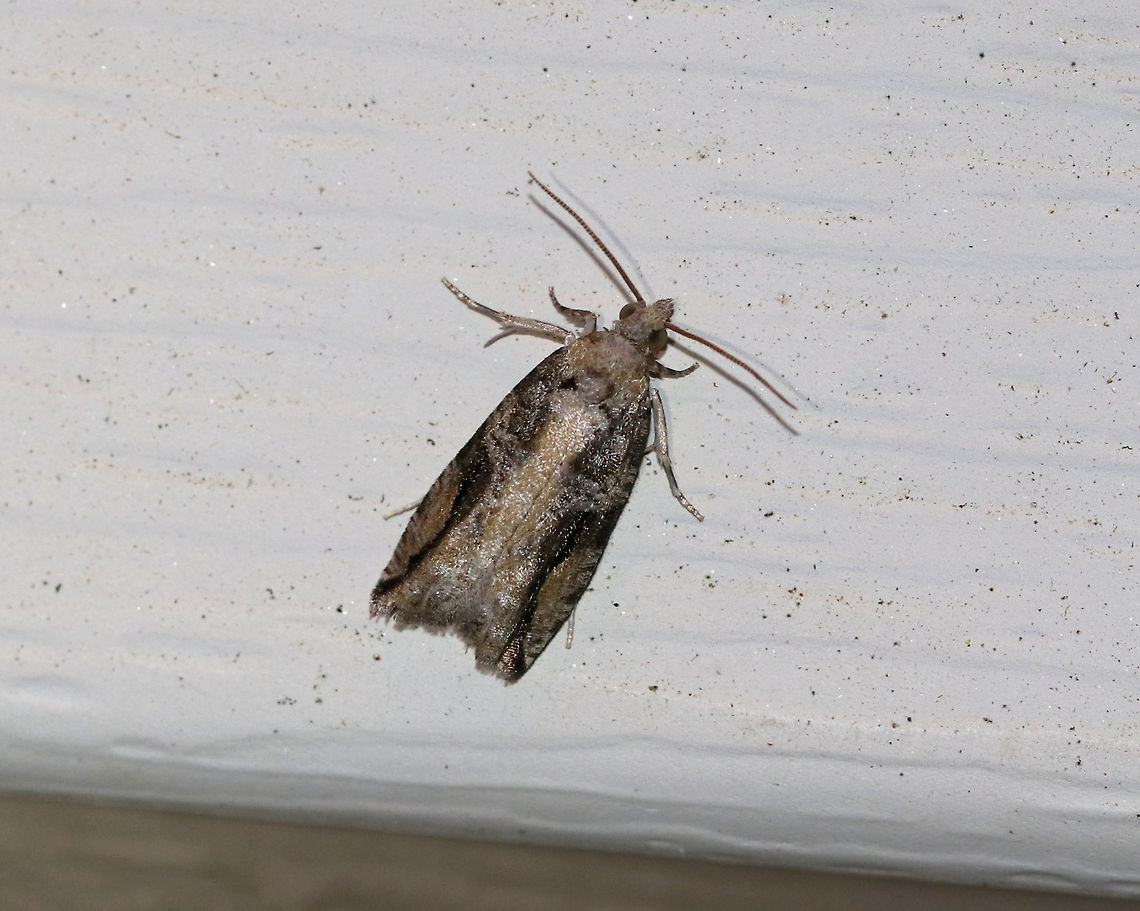 Black-crescent Proteoteras -  Proteoteras crescentana TL: 8 mm. Brownish gray FW with a thick, black crescent that arcs toward apex. Host: Box elder<br />
<br />
Habitat: Attracted to an LED light (395 nm) in a semi-rural area Black-crescent Proteoteras,Geotagged,Northern Boxelder Twig Borer Moth,Proteoteras,Proteoteras crescentana,Spring,United States,moth