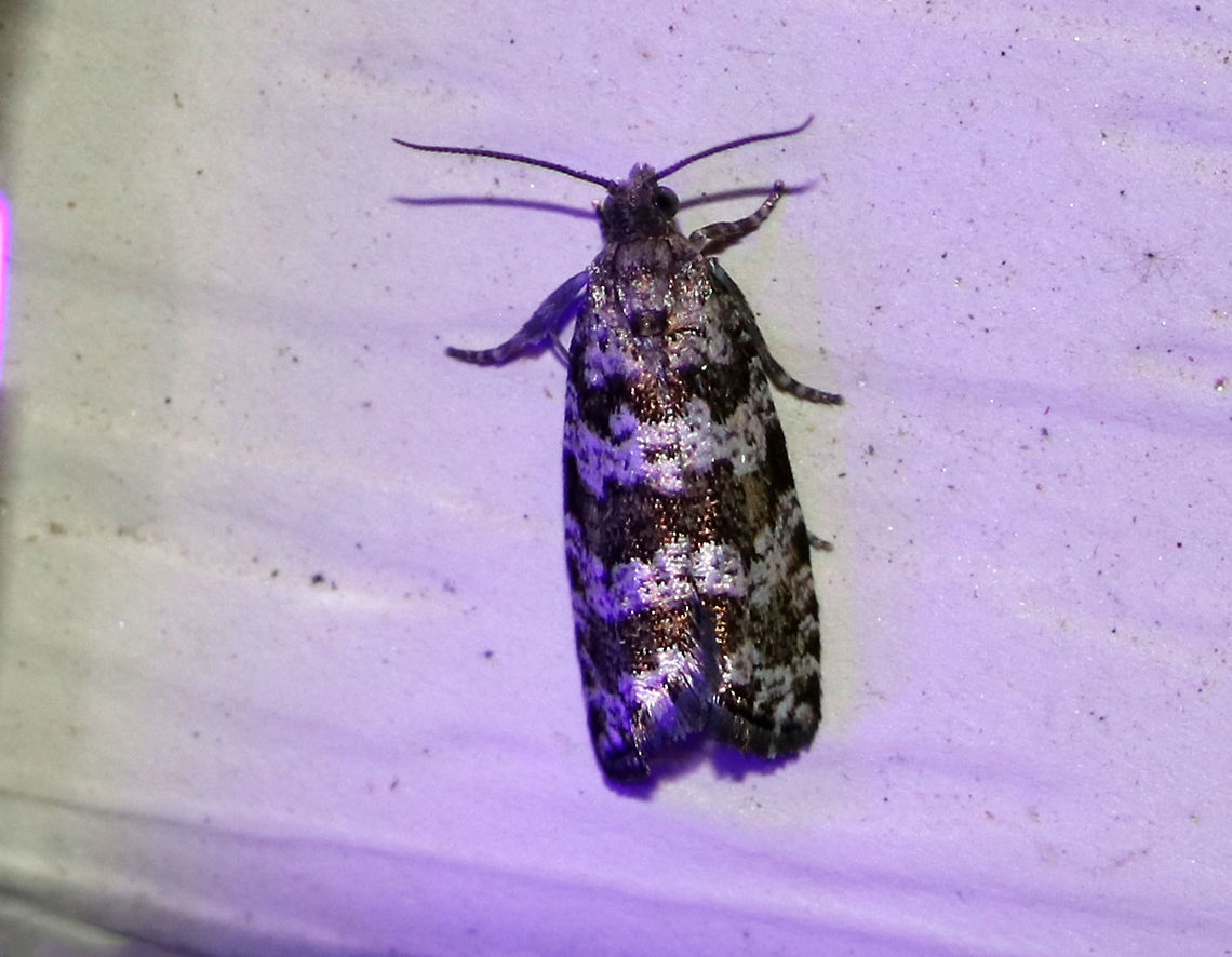 Spruce Needleminer Moth - Taniva albolineana Habitat: Attracted to an LED light (395 nm) in a semi-rural area Geotagged,Spring,Taniva,Taniva albolineana,United States,moth