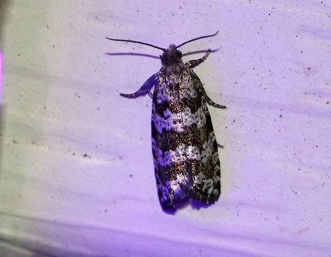 Spruce Needleminer Moth - Taniva albolineana Habitat: Attracted to an LED light (395 nm) in a semi-rural area Geotagged,Spring,Taniva,Taniva albolineana,United States,moth