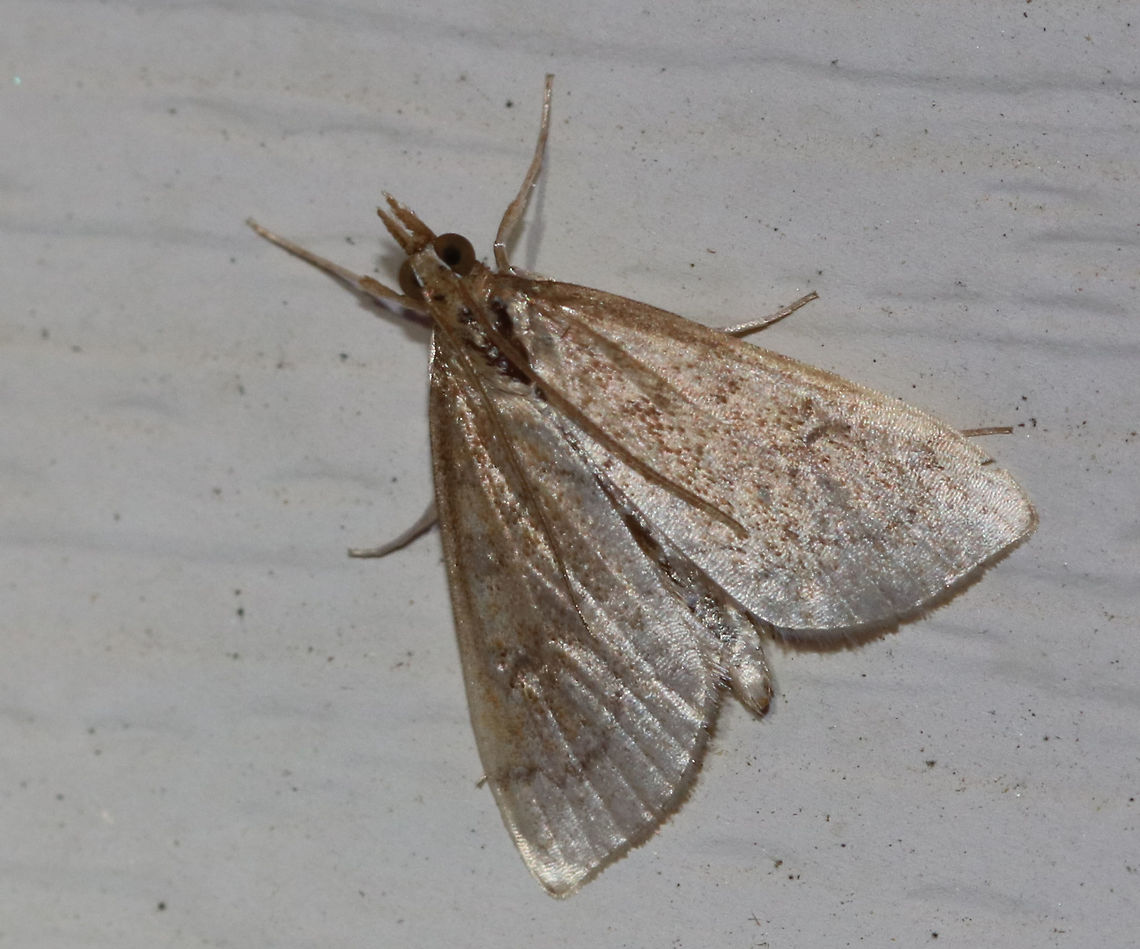 Celery Leaftier Moth (Udea rubigalis) <br />
TL: 10 mm. Forewing was pale with dusky lines. Reniform spot is figure eight-shaped. Individual was faded<br />
<br />
Habitat: Attracted to an LED light ( 395 nm) in a semi-rural area Celery leaftier,Geotagged,Spring,Udea rubigalis,United States