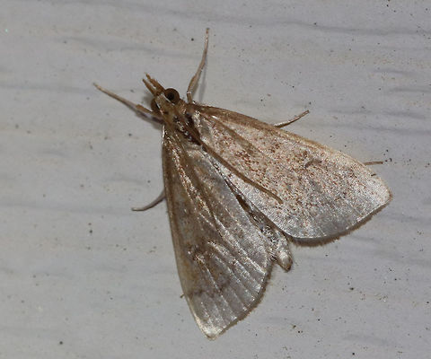 Celery Leaftier Moth (Udea rubigalis) 
TL: 10 mm. Forewing was pale with dusky lines. Reniform spot is figure eight-shaped. Individual was faded

Habitat: Attracted to an LED light ( 395 nm) in a semi-rural area Celery leaftier,Geotagged,Spring,Udea rubigalis,United States