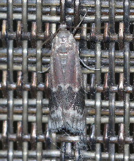 Root Collar Borer Moth - Euzophera ostricolorella TL:~20 mm. White zigzag lines on FW separate colors. I thought it was E. semifuneralis, but this moth was much larger than that species...

Habitat: Attracted to an LED light (395 nm) in a semi-rural area Euzophera,Euzophera ostricolorella,Geotagged,Spring,United States,moth