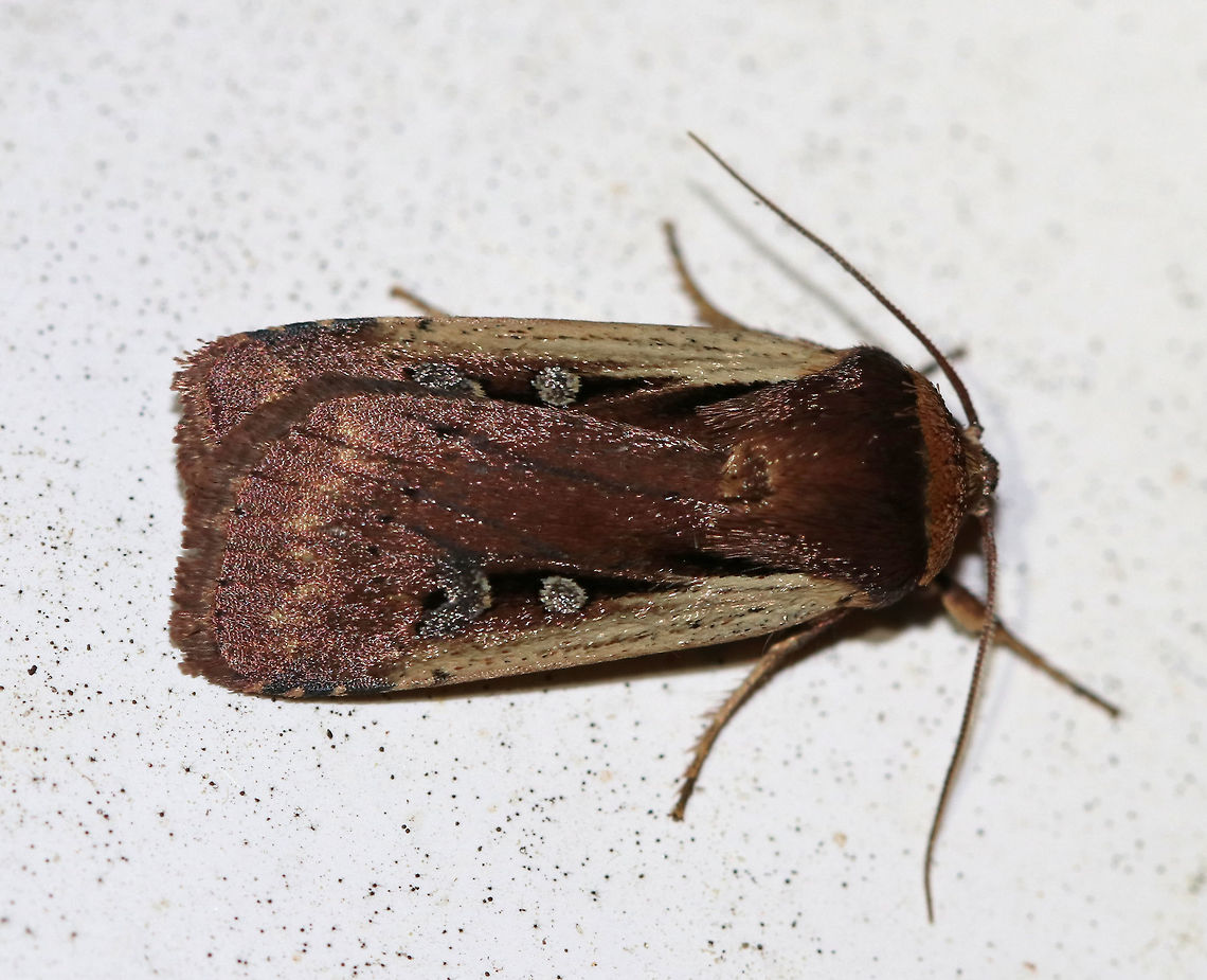 Flame-shouldered Dart - Ochropleura implecta TL: ~15 mm. Brown forewings that were really shiny and had a purplish tint. Straw-colored costal streak. Orbicular spot is edged in white.<br />
<br />
*This is the only species of this genus in North America<br />
<br />
Habitat: Attracted to an LED light (395 nm) in a semi-rural area Flame-shouldered Dart,Geotagged,Ochropleura implecta,Spring,United States
