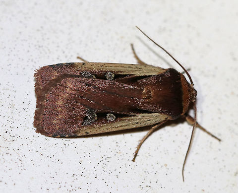 Flame-shouldered Dart - Ochropleura implecta TL: ~15 mm. Brown forewings that were really shiny and had a purplish tint. Straw-colored costal streak. Orbicular spot is edged in white.

*This is the only species of this genus in North America

Habitat: Attracted to an LED light (395 nm) in a semi-rural area Flame-shouldered Dart,Geotagged,Ochropleura implecta,Spring,United States