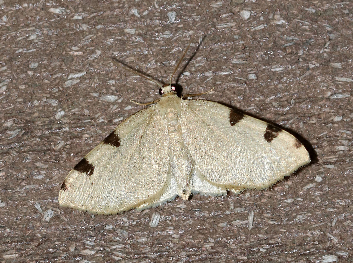 Three-spotted Fillip - Heterophleps triguttaria WS: ~20 mm. Pale yellowish tan FW with two large and one small brown triangular patches along the costa. Host: maple<br />
<br />
Habitat: Attracted to an LED light (395 nm) in a semi-rural area Geotagged,Heterophleps,Heterophleps triguttaria,Spring,United States,moth,three-spotted fillip