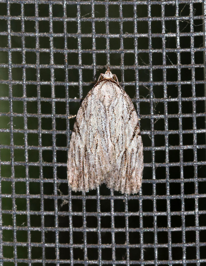Three-lined Balsa Moth - Balsa tristrigella TL: ~10 mm. Gray FW with pattern of lines and black veins. Lines get thicker towards the costa. ST area has a series of brown streaks. Host: Hawthorn<br />
<br />
Habitat: Resting on my screen door in the early afternoon Balsa tristrigella,Geotagged,Spring,Three-lined Balsa Moth,United States,balsa,moth