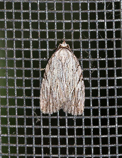 Three-lined Balsa Moth - Balsa tristrigella TL: ~10 mm. Gray FW with pattern of lines and black veins. Lines get thicker towards the costa. ST area has a series of brown streaks. Host: Hawthorn

Habitat: Resting on my screen door in the early afternoon Balsa tristrigella,Geotagged,Spring,Three-lined Balsa Moth,United States,balsa,moth