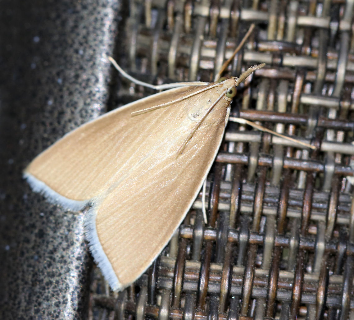 Sclerocona acutellus This moth is an introduced species from Eurasia. <br />
<br />
Habitat: Attracted to an LED light (395 nm) in a semi-rural area Geotagged,Sclerocona,Sclerocona acutella,Spring,United States,moth