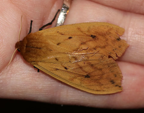 Isabella Tiger Moth - Pyrrharctia isabella Total length: ~25 mm. Pale orange forewings marked by faint brown lines and spots. Abdomen is mostly orange with a row of black, dorsal spots.

Habitat: Attracted to a light at night in a semi-rural area. 
https://www.jungledragon.com/image/80421/isabella_tiger_moth_-_pyrrharctia_isabella.html Banded woolly bear,Geotagged,Moth,Pyrrharctia isabella,Spring,United States