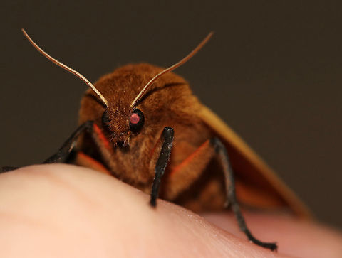 Isabella Tiger Moth - Pyrrharctia isabella Total length: ~25 mm. Pale orange forewings marked by faint brown lines and spots. Abdomen is mostly orange with a row of black, dorsal spots.

Habitat: Attracted to a light at night in a semi-rural area. 
https://www.jungledragon.com/image/80420/isabella_tiger_moth_-_pyrrharctia_isabella.html
 Banded woolly bear,Geotagged,Pyrrharctia isabella,Spring,United States,moth