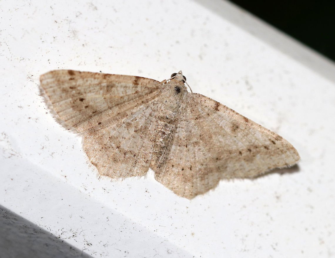 Faint-spotted Angle - Digrammia ocellinata WS: ~25 mm. Wings marked with brown bands, especially in the ST area. Host: Locust<br />
<br />
Habitat: Attracted to a light in a semi-rural area Digrammia,Digrammia ocellinata,Faint-spotted angle,Geotagged,Spring,United States,moth
