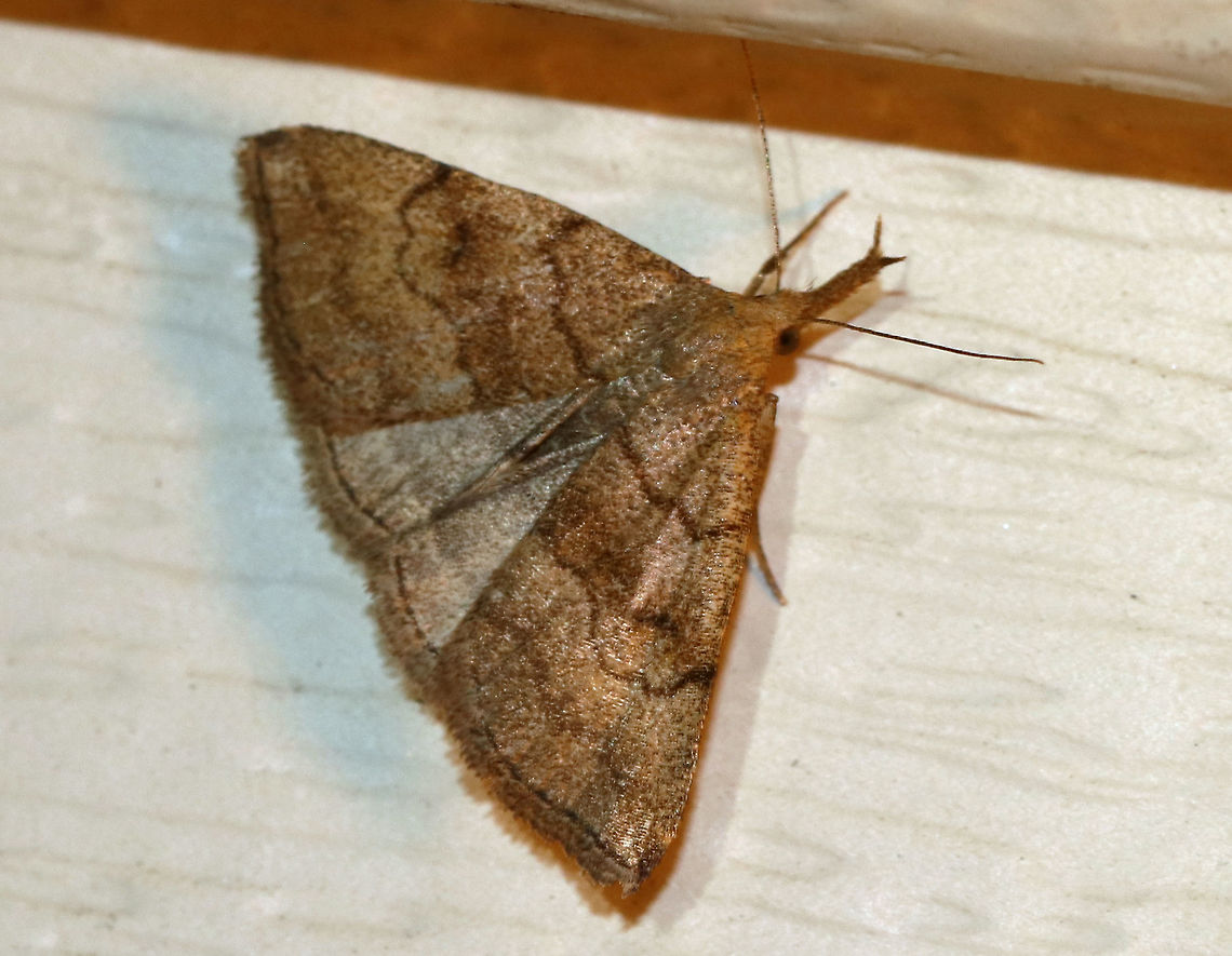 Pale Phalaenostola - Phalaenostola metonalis TL: ~12 mm. Sandy brown FW with brown median band.Wavy ST lines merges with apical dash. Reniform spot is a small, crescent. Very long, divergent labial palps. Host: Dead leaves, dandelion, and lettuce.<br />
<br />
Habitat: Attracted to a black light in a semi-rural area Geotagged,Pale Phalaenostola,Phalaenostola metonalis,Spring,Tufted snout,United States,moth