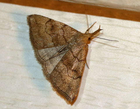 Pale Phalaenostola - Phalaenostola metonalis TL: ~12 mm. Sandy brown FW with brown median band.Wavy ST lines merges with apical dash. Reniform spot is a small, crescent. Very long, divergent labial palps. Host: Dead leaves, dandelion, and lettuce.

Habitat: Attracted to a black light in a semi-rural area Geotagged,Pale Phalaenostola,Phalaenostola metonalis,Spring,Tufted snout,United States,moth