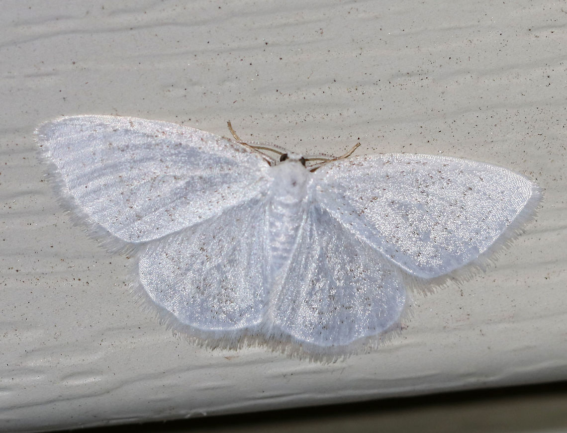 The Vestal - Cabrera variolaria  WS: 20-25 mm. White and covered in specks. <br />
<br />
Habitat: It was attracted to a black light in a semi-rural area Cabera variolaria,Cabrera,Cabrera variolaria,Geotagged,Moth,Spring,United States,the vestal
