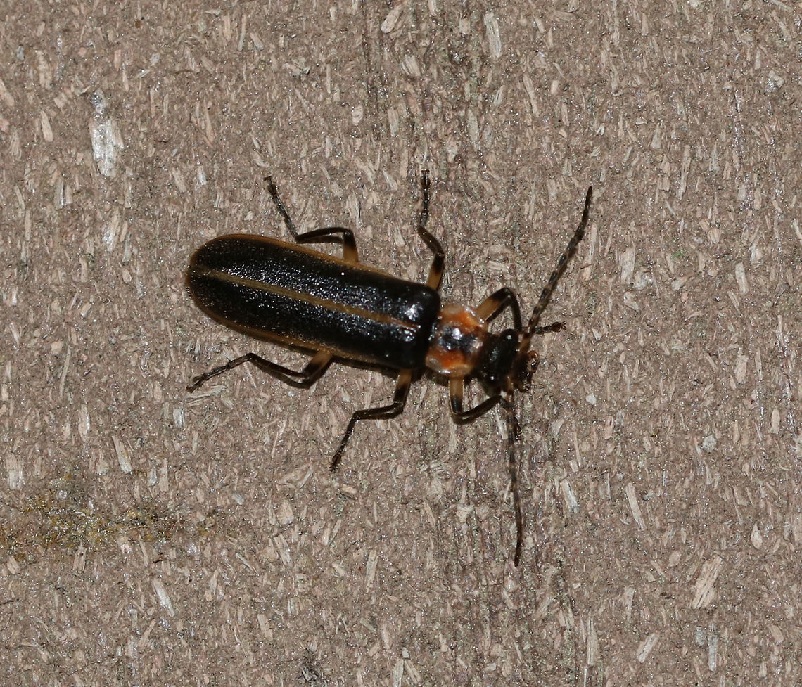 Podabrus basillaris TL: ~8 mm. Prothorax was reddish brown with the margins a bit paler. Elytra had brownish yellow margins. Elytra densely punctured. <br />
<br />
Habitat: Attracted to a light in a semi-rural area Geotagged,Podabrus,Podabrus basillaris,Spring,United States,beetle,cantharidae