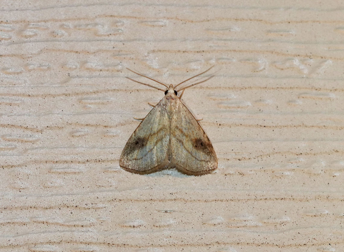 Spotted Grass Moth - Rivula propinqualis <br />
Total length: 10 mm. Tan forewings with brown border. Antimedial line is W-shaped. Postmedial line curves sharply before reaching costa. Brown shading covers two black dots in reniform spot.<br />
<br />
Habitat: Attracted to a moth light in a rural area. Geotagged,Moth,Rivula propinqualis,Spotted Grass Moth,Spring,United States
