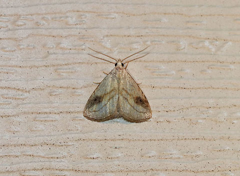 Spotted Grass Moth - Rivula propinqualis 
Total length: 10 mm. Tan forewings with brown border. Antimedial line is W-shaped. Postmedial line curves sharply before reaching costa. Brown shading covers two black dots in reniform spot.

Habitat: Attracted to a moth light in a rural area. Geotagged,Moth,Rivula propinqualis,Spotted Grass Moth,Spring,United States