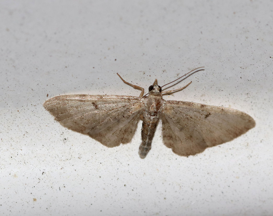 Common Pug - Eupithecia miserulata Wingspan: 12 mm. Very worn individual, but I could see the black discal spots and could barely make out the white spot on the inner ST line.<br />
<br />
Attracted to a light in a rural area. Eupithecia miserulata,Geotagged,Pug Moth,Spring,United States,moth