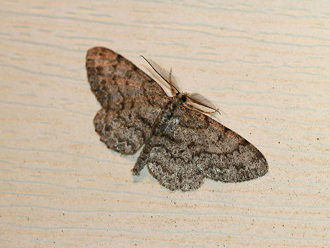 Porcelain Gray- Protoboarmia porcelaria WS: ~30 mm. Peppery-gray wings with blackish marks. Hosts: Deciduous and coniferous trees.

Habitat: Attracted to a light in a semi-rural area Geotagged,Porcelain Gray,Protoboarmia porcelaria,Spring,United States,moth