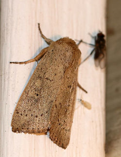 Ursula Wainscot - Leucania ursula This moth was having a party at my light with its friends...

Total length: ~20 mm. Gray moth speckled with dark spots. The postmedial line appears as random, zigzag dots. The pale reniform spot has a dusky dot in the inner half. The male has a large tuft of hairlike scales on its foretibia.

Habitat: Attracted to a light/blacklight in a semi-rural area Geotagged,Leucania ursula,Spring,United States,Ursula Wainscot