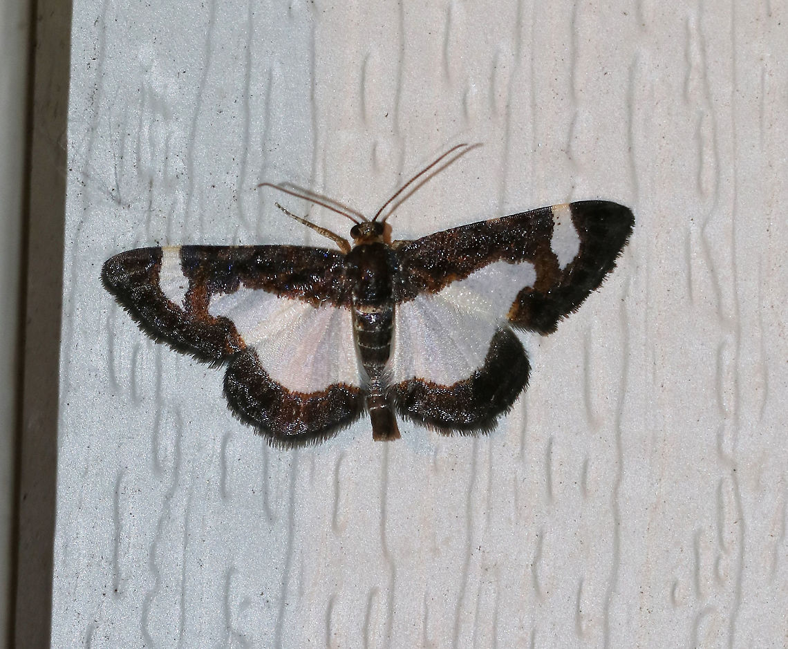 Common Spring Moth - Heliomata cycladata WS: ~20 mm. FW has large, white patches in inner margin and subapical areas with brown borders. The HW is white with a brown border. Hosts: Black locust and honey locust<br />
<br />
Habitat: Attracted to a blacklight in a rural area.  Common Spring Moth,Geotagged,Heliomata cycladata,Spring,United States,moth