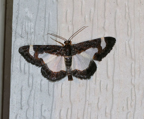 Common Spring Moth - Heliomata cycladata WS: ~20 mm. FW has large, white patches in inner margin and subapical areas with brown borders. The HW is white with a brown border. Hosts: Black locust and honey locust

Habitat: Attracted to a blacklight in a rural area.  Common Spring Moth,Geotagged,Heliomata cycladata,Spring,United States,moth